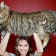 Illustration for article titled This Mega Monster Cat May Become the Biggest Cat In the World